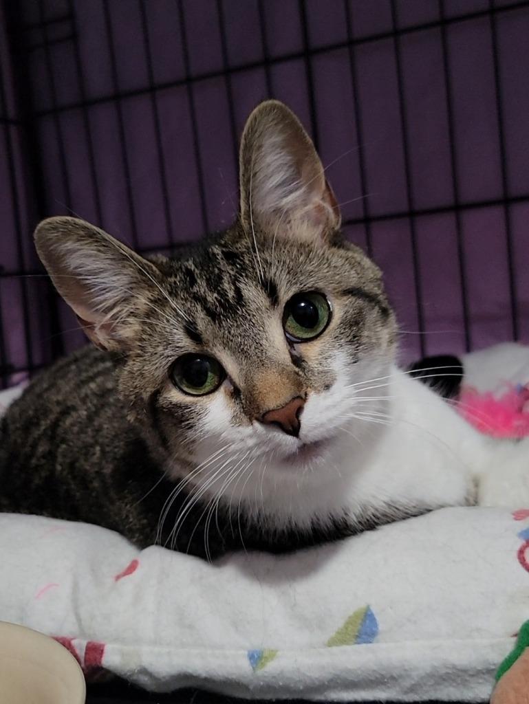 Aster, Adoptable, Young Female Domestic Short Hair.