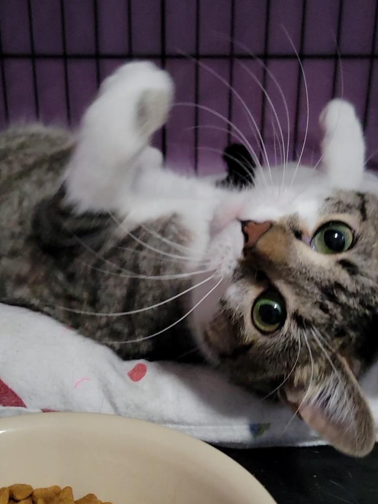 Enlarge Aster, a Adoptable mixed breed in Shawnee, KS image 2/2