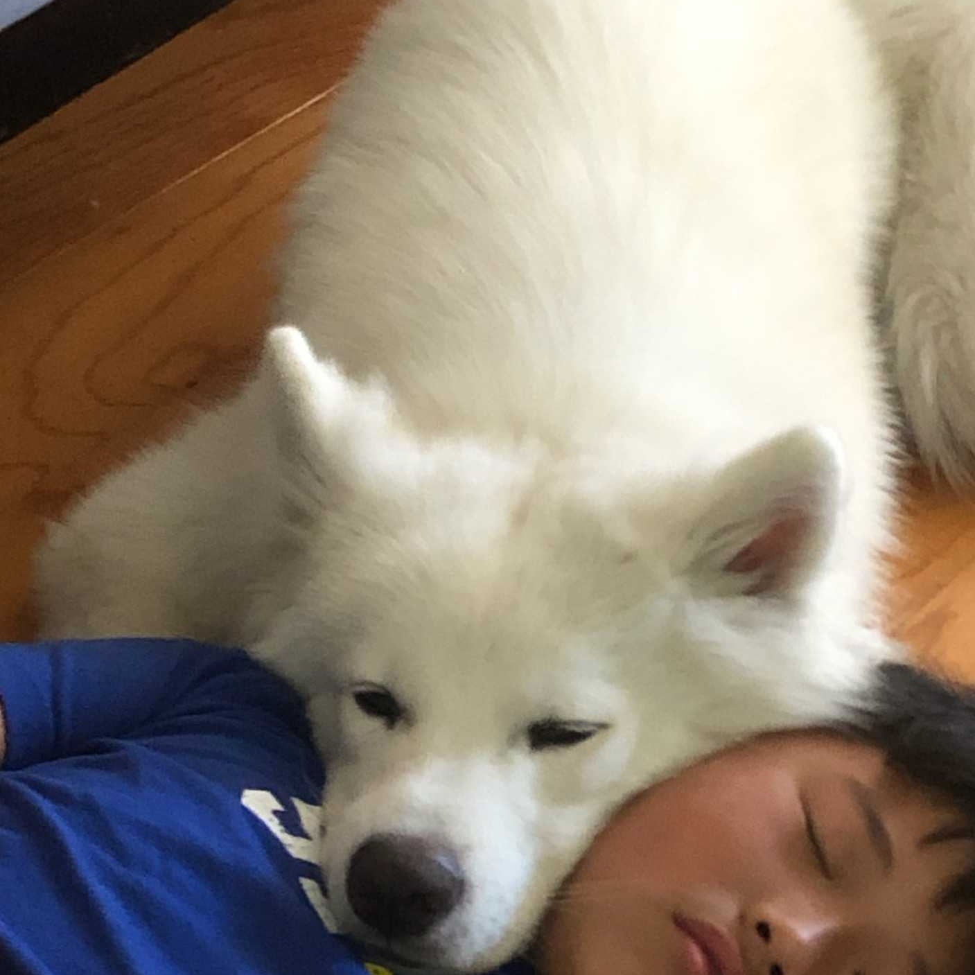 Enlarge Max, a Adopted Samoyed in San Rafael, CA image 4/5