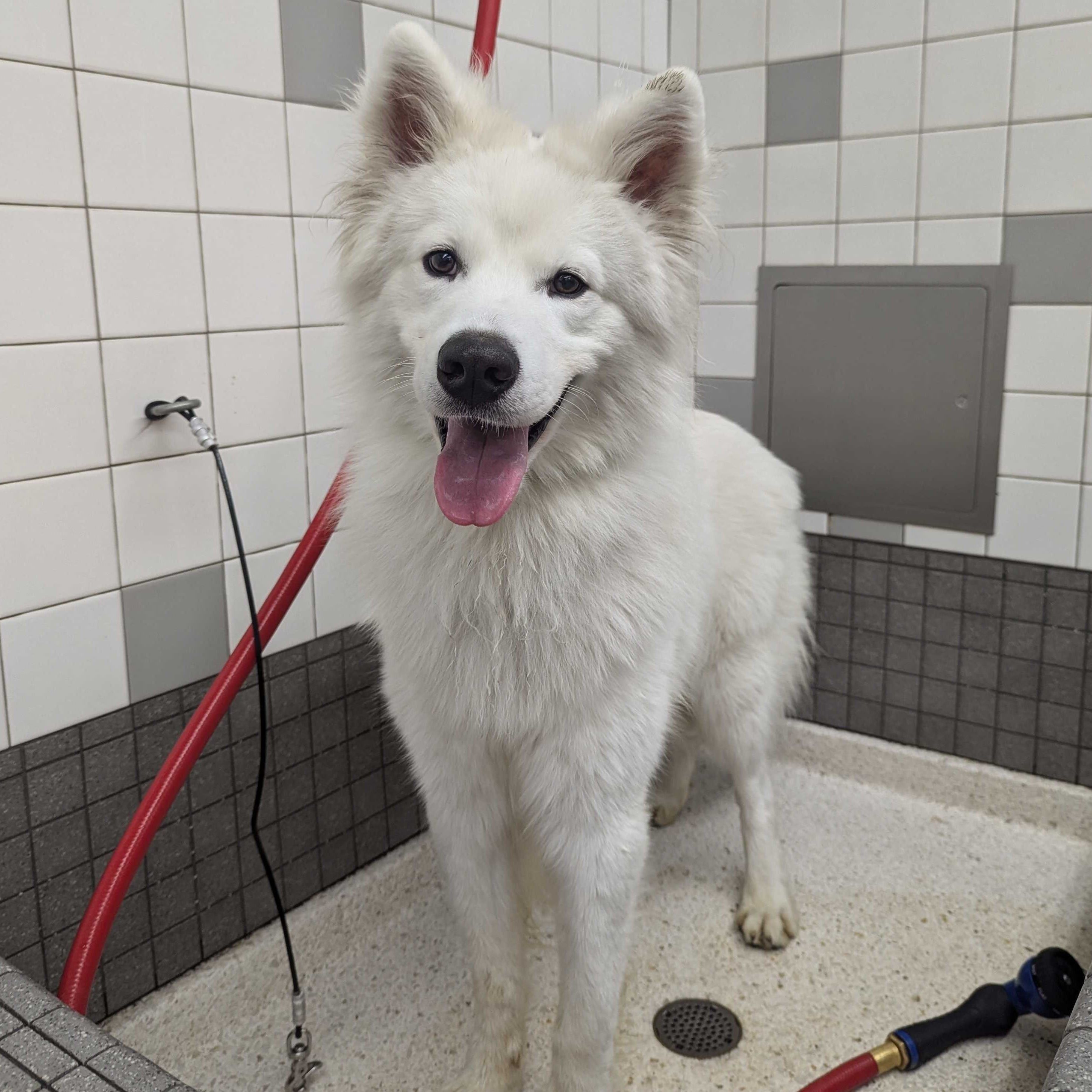 Enlarge Max, a Adopted Samoyed in San Rafael, CA image 5/5