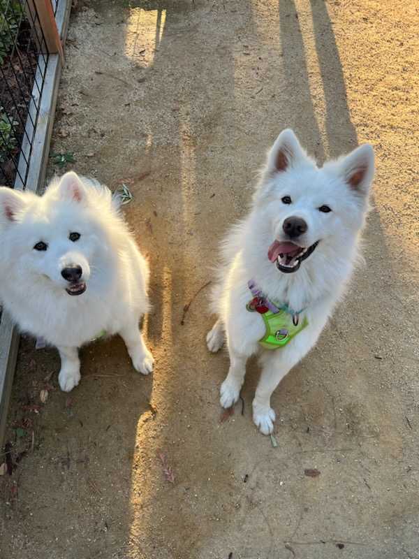Enlarge Max, a Adopted Samoyed in San Rafael, CA image 2/5