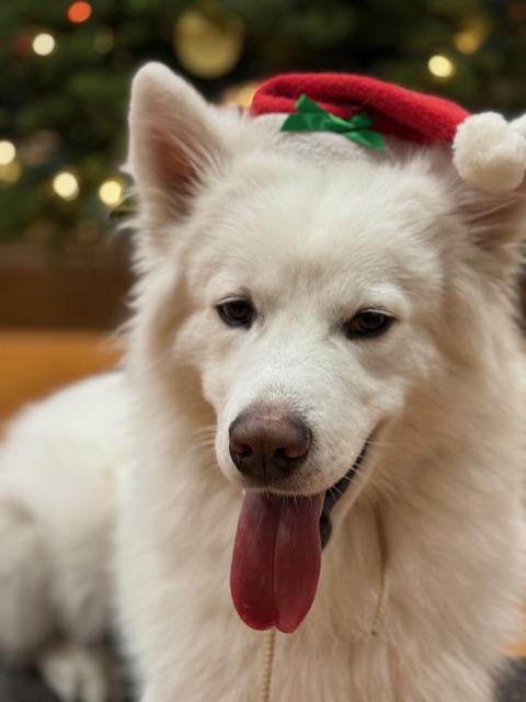 Max, Adopted, Young Male Samoyed.