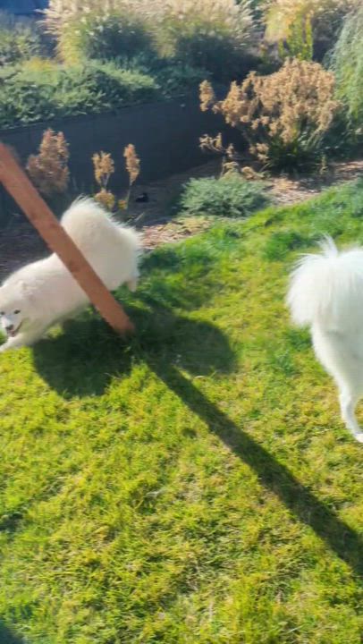 Enlarge Max, a Adopted Samoyed in San Rafael, CA video 3/5