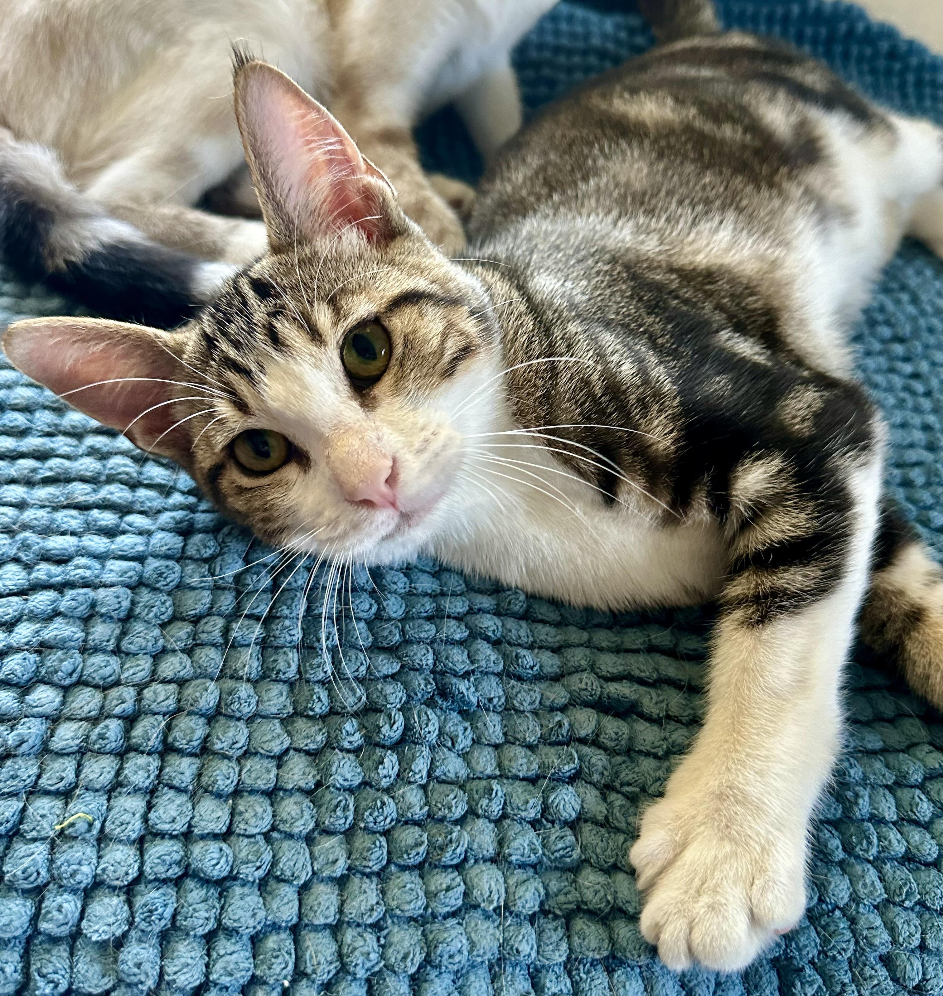 Enlarge Dottie (Crystal), a Adoptable Tabby in Davis, CA image 3/4