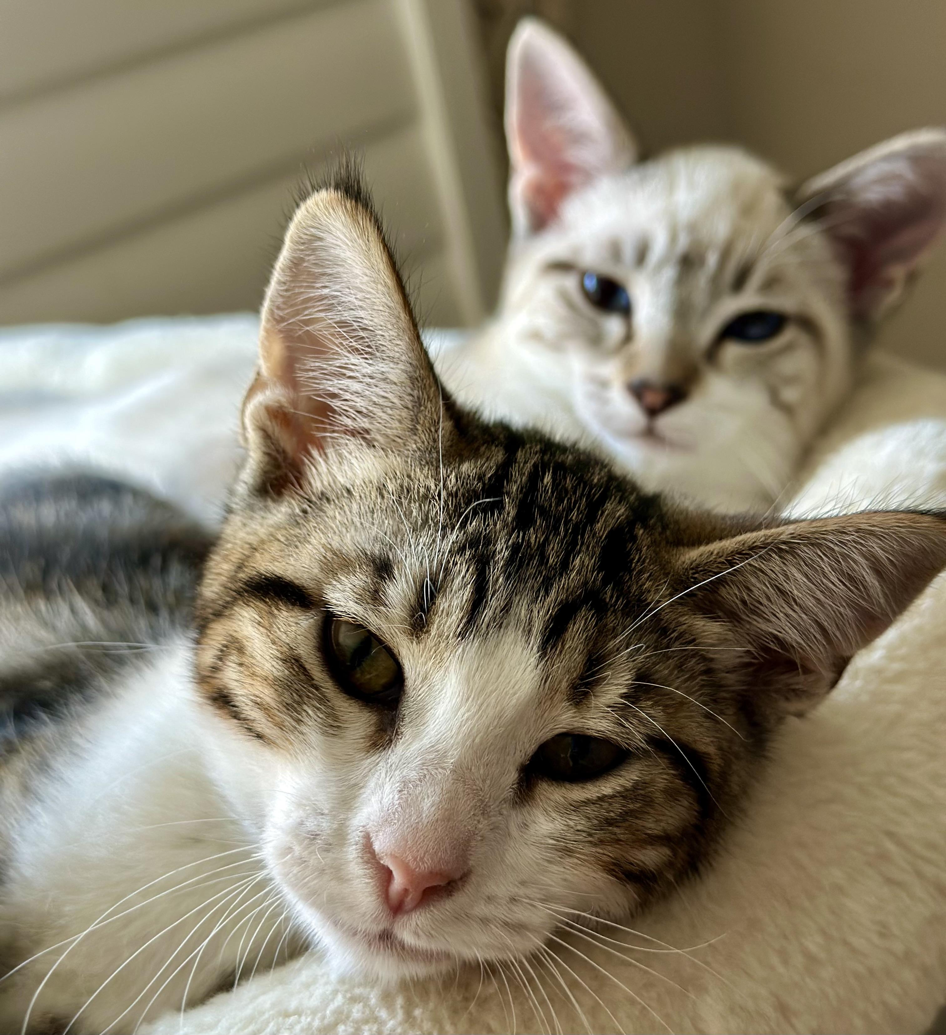 Enlarge Dottie (Crystal), a Adoptable Tabby in Davis, CA image 4/4