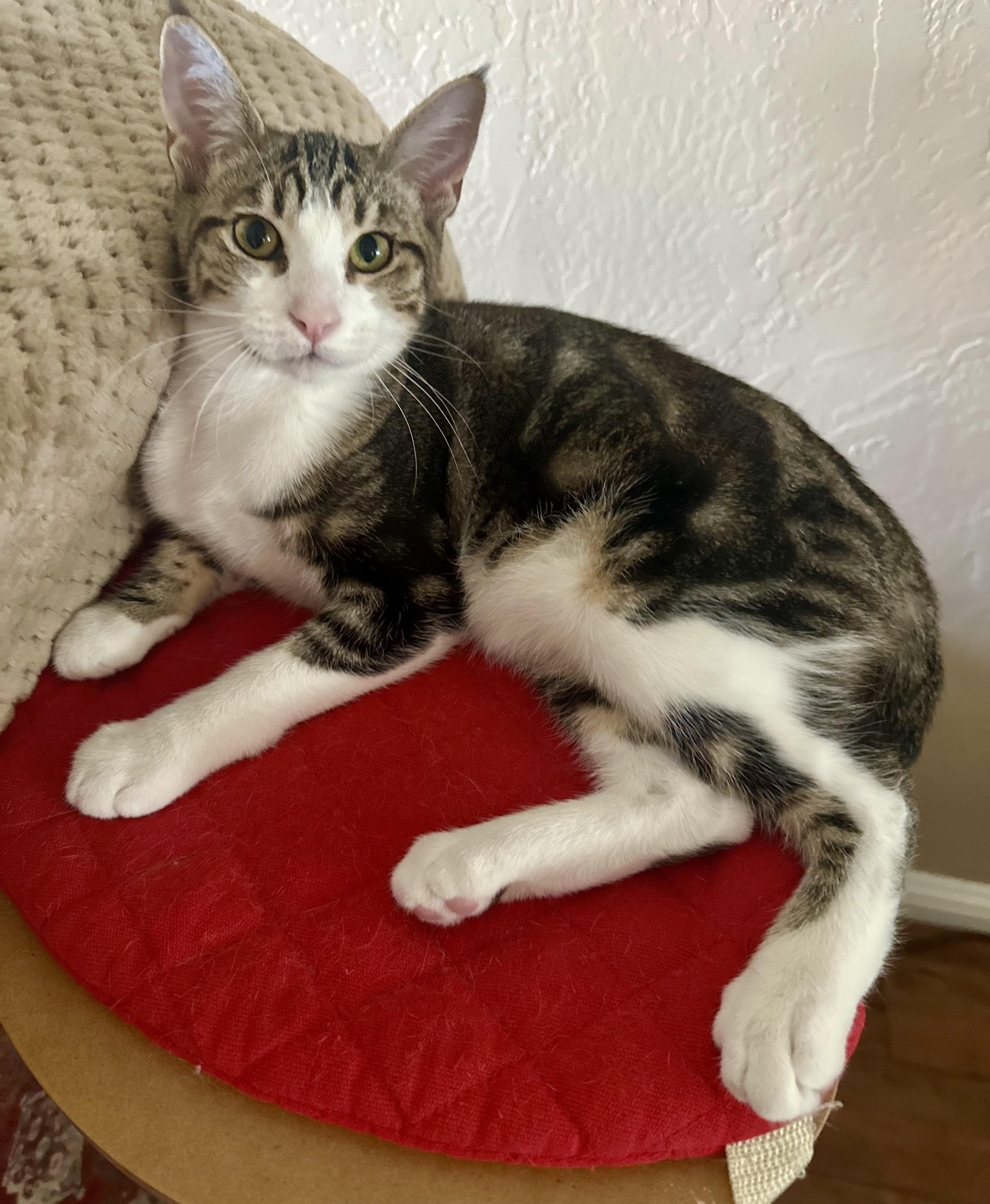 Enlarge Dottie (Crystal), a Adoptable Tabby in Davis, CA image 1/4