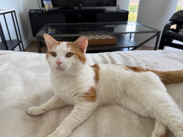 Robby, Adult Male Domestic Short Hair