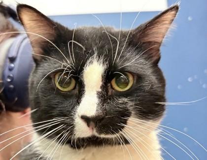 Enlarge Spock, a ADOPTABLE Domestic Short Hair in Lafayette, IN image 1/1