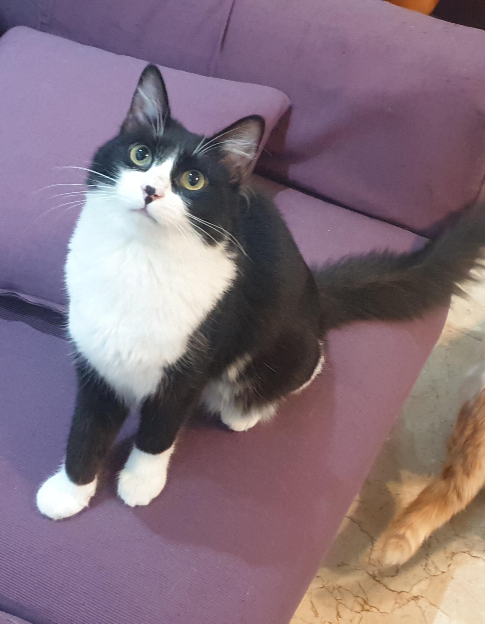 Enlarge Tameem, an adoptable mixed breed in North York, ON image 1/5