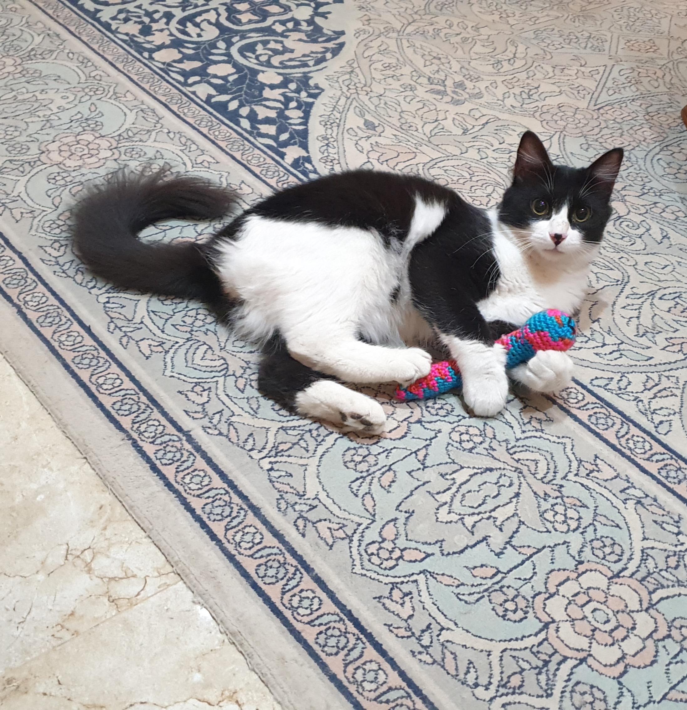 Enlarge Tameem, an adoptable mixed breed in North York, ON image 2/5