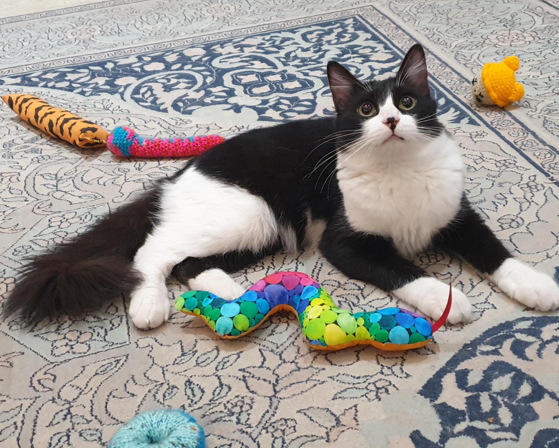 Enlarge Tameem, an adoptable mixed breed in North York, ON image 3/5