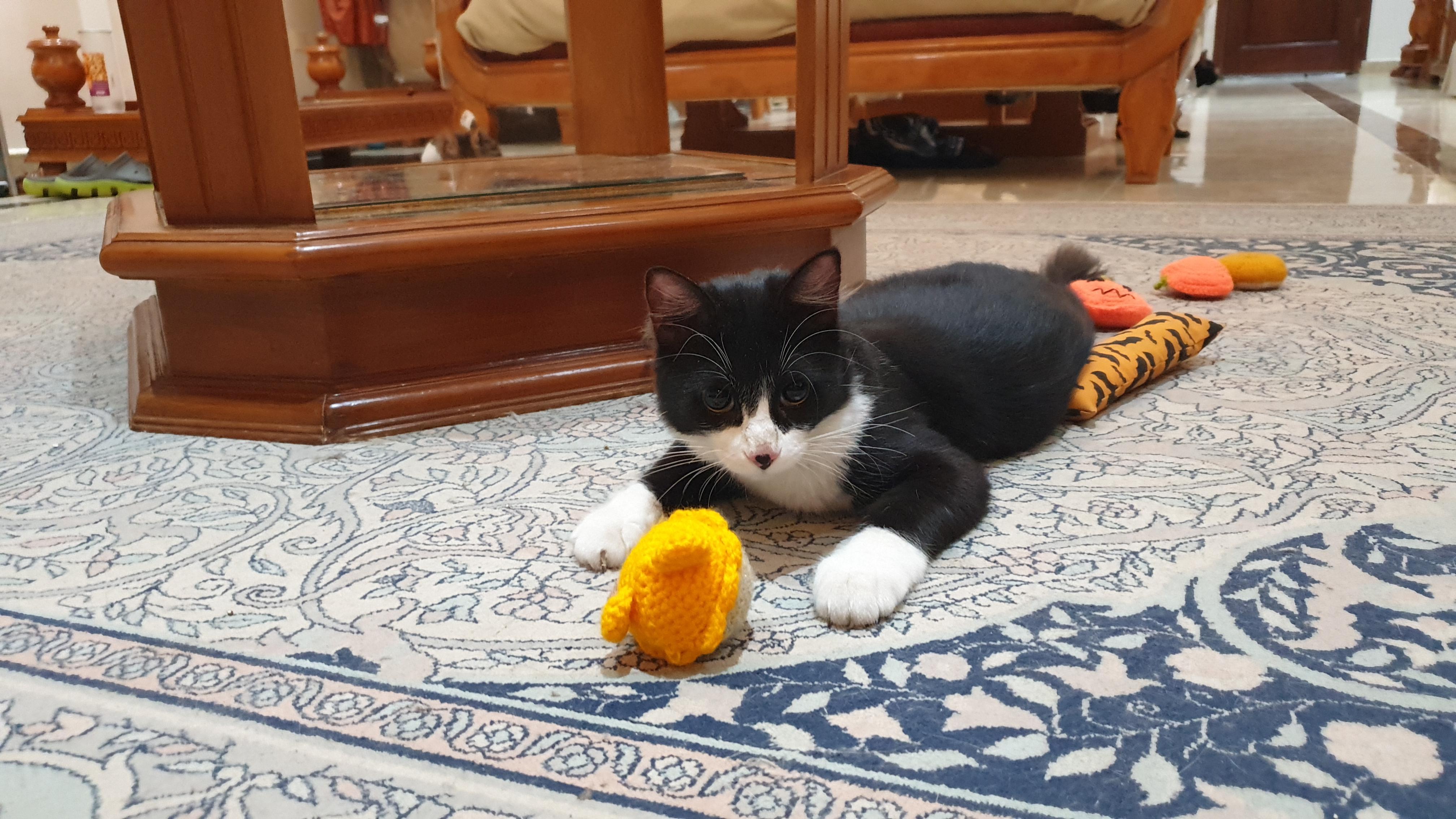 Enlarge Tameem, an adoptable mixed breed in North York, ON image 4/5