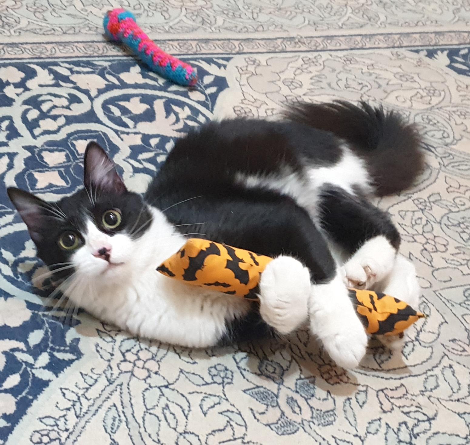 Enlarge Tameem, an adoptable mixed breed in North York, ON image 5/5