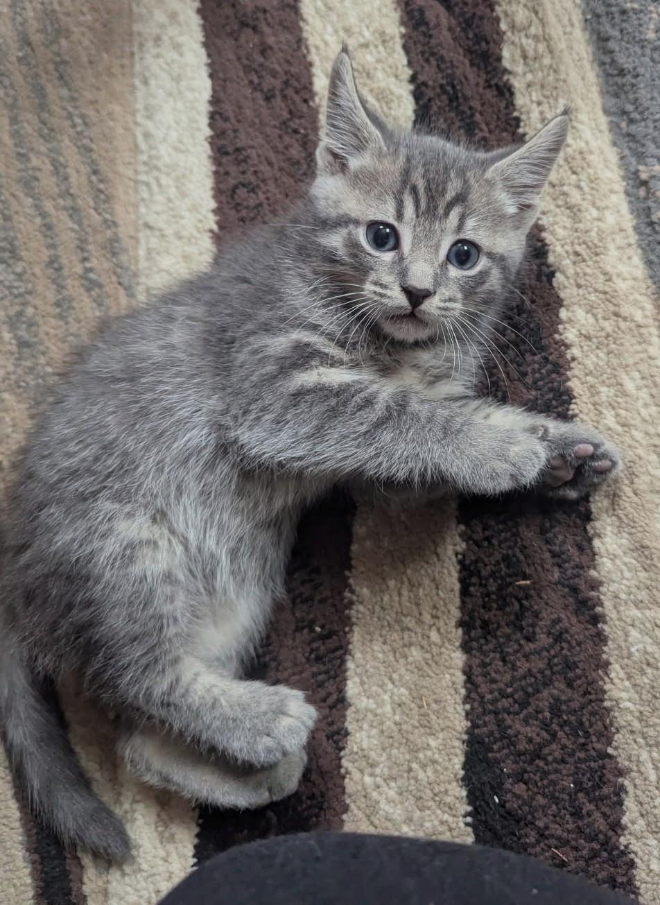 Sonic (Bonded to Cosmos), ADOPTABLE, Kitten Male Tabby & Domestic Medium Hair.