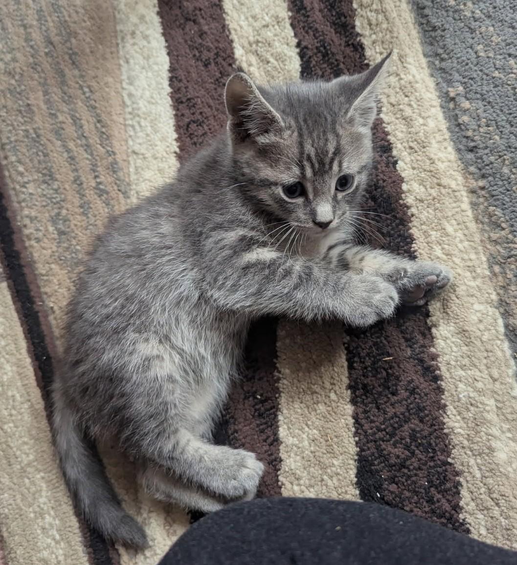 Enlarge Sonic (Bonded to Cosmos), an adopted mixed breed in Ypsilanti, MI image 2/4