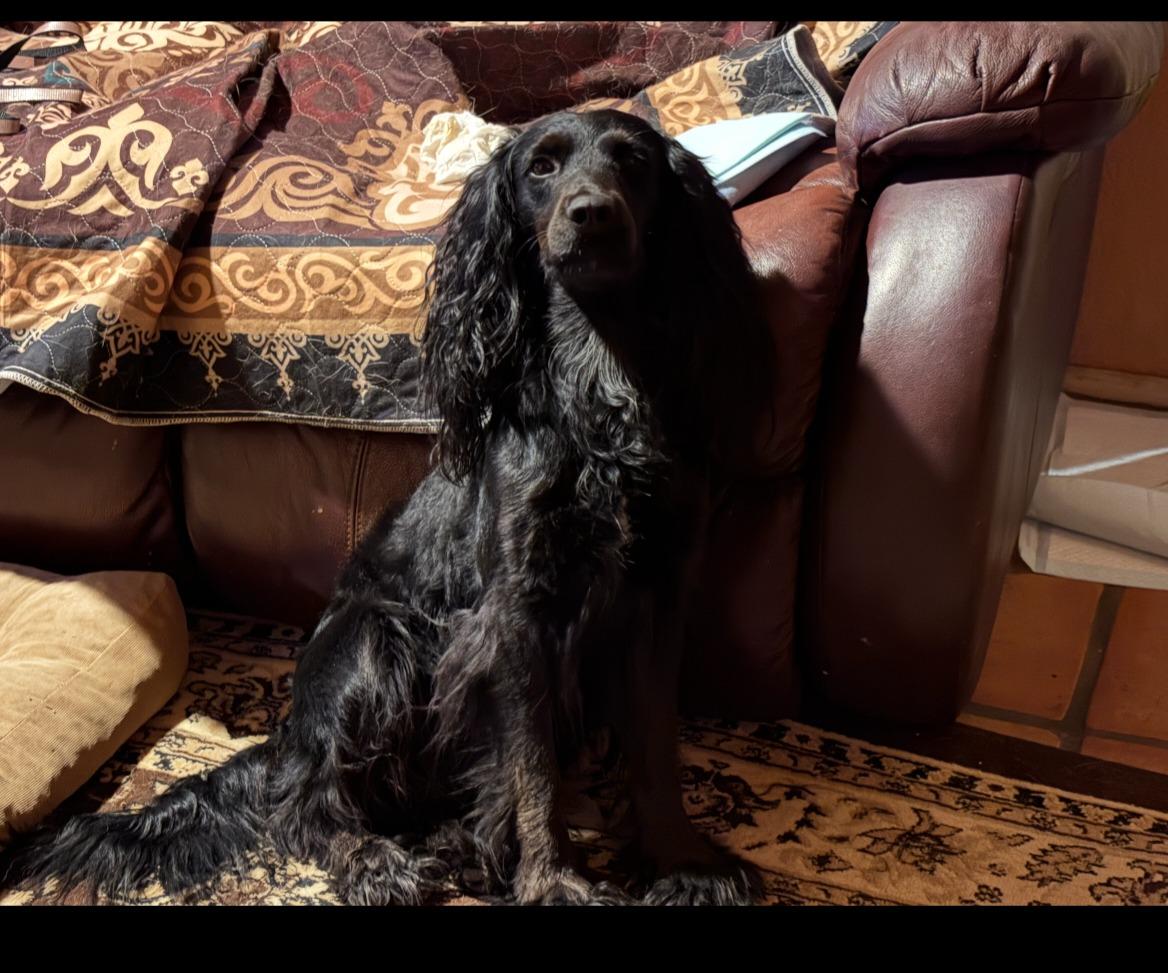 Wolfgang, ADOPTABLE, Young Male Spaniel.