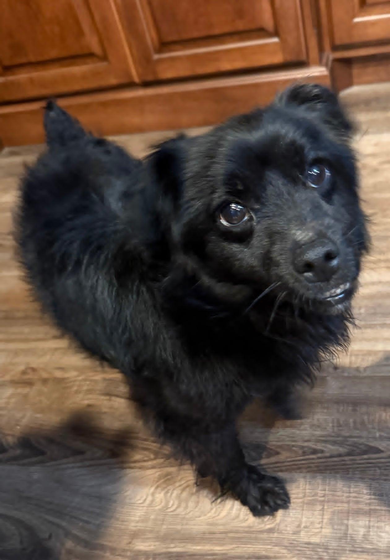 Kevin, ADOPTABLE, Adult Male Pomeranian & Shih poo.