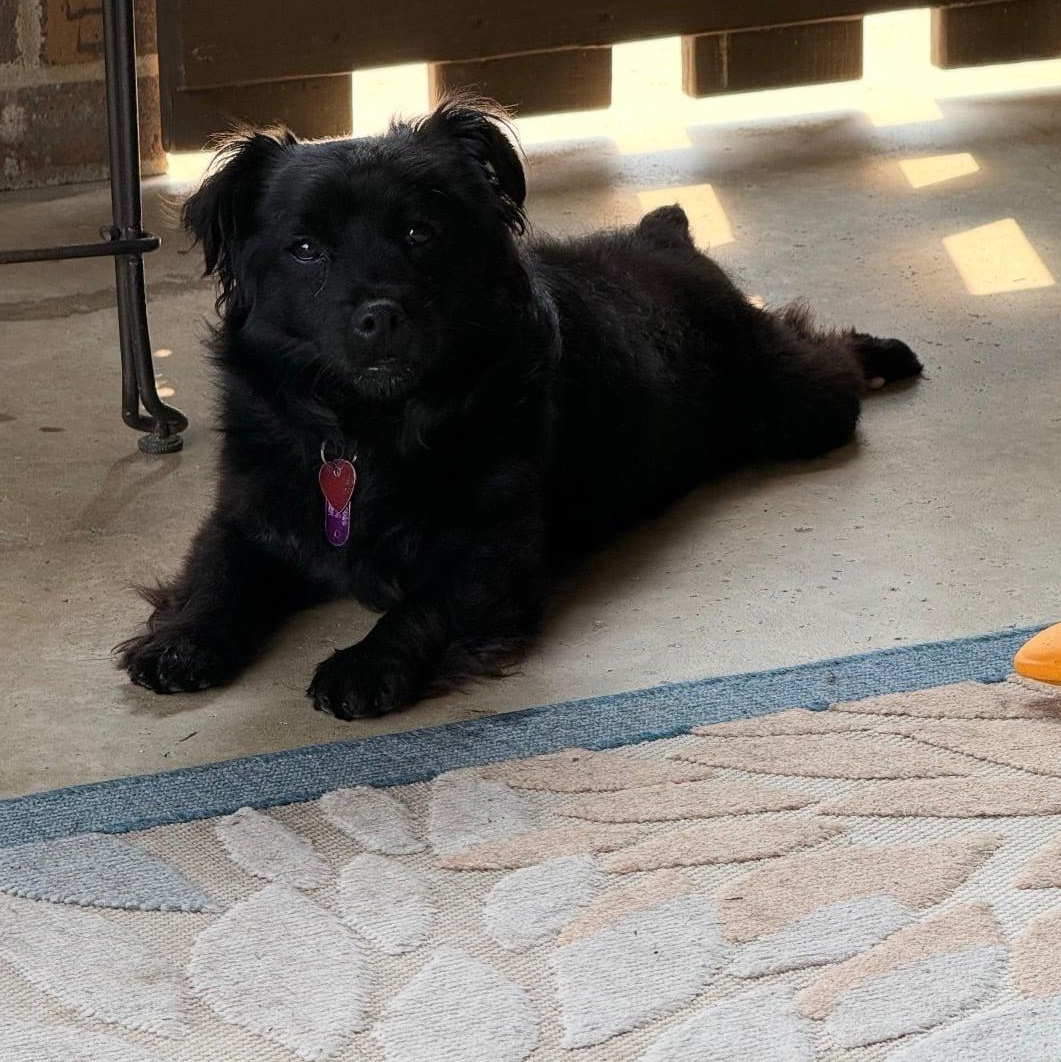Enlarge Kevin, a ADOPTABLE mixed breed in Celina, OH image 5/6