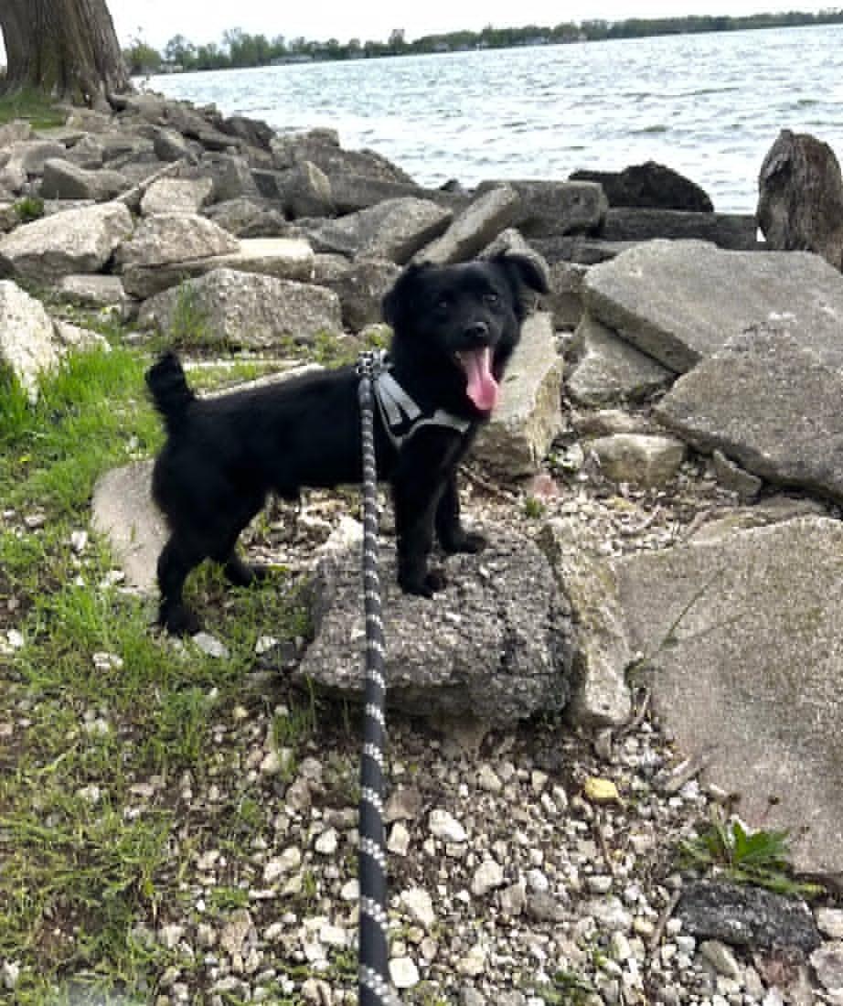 Kevin, a ADOPTABLE mixed breed in Celina, OH image 5/5