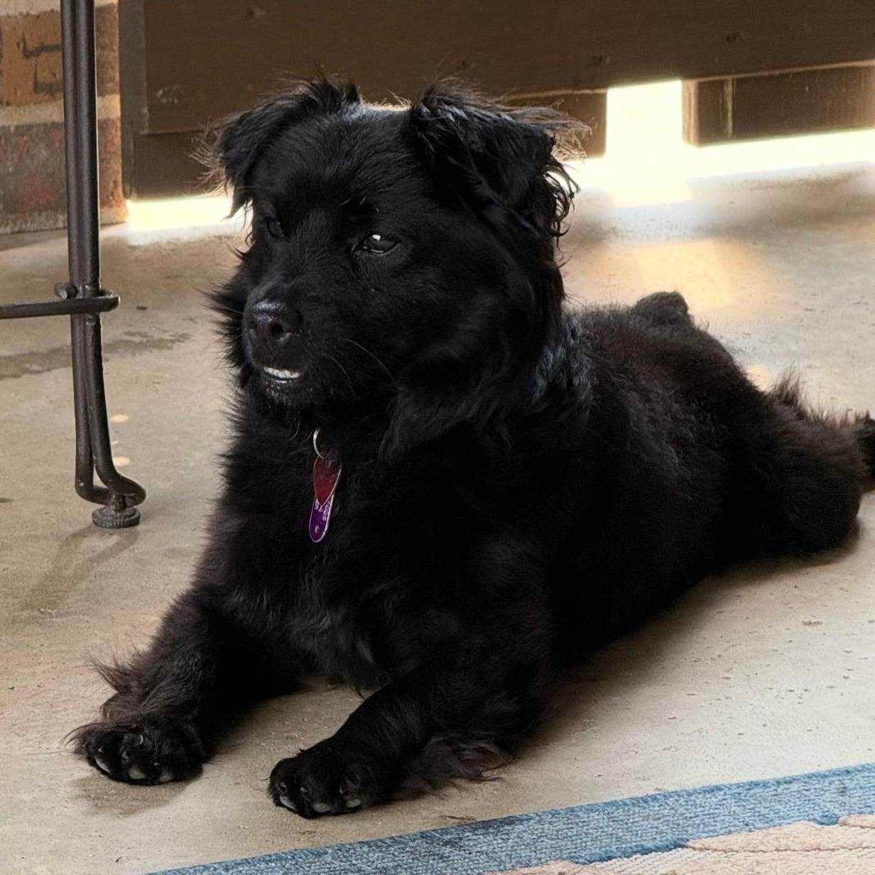 Enlarge Kevin, a ADOPTABLE mixed breed in Celina, OH image 6/6