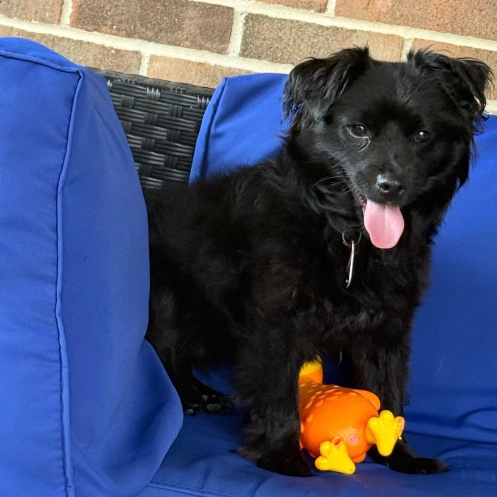 Enlarge Kevin, a ADOPTABLE mixed breed in Celina, OH image 2/6