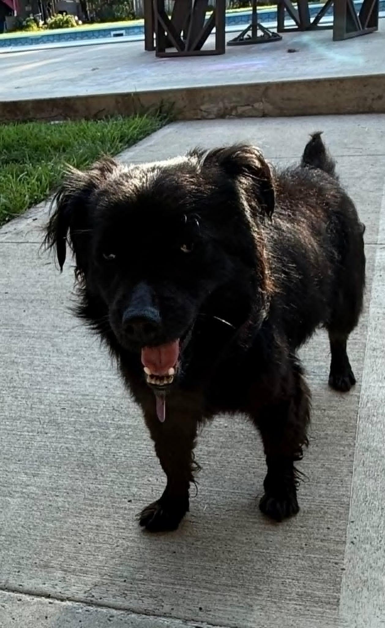 Kevin, a ADOPTABLE mixed breed in Celina, OH image 4/5