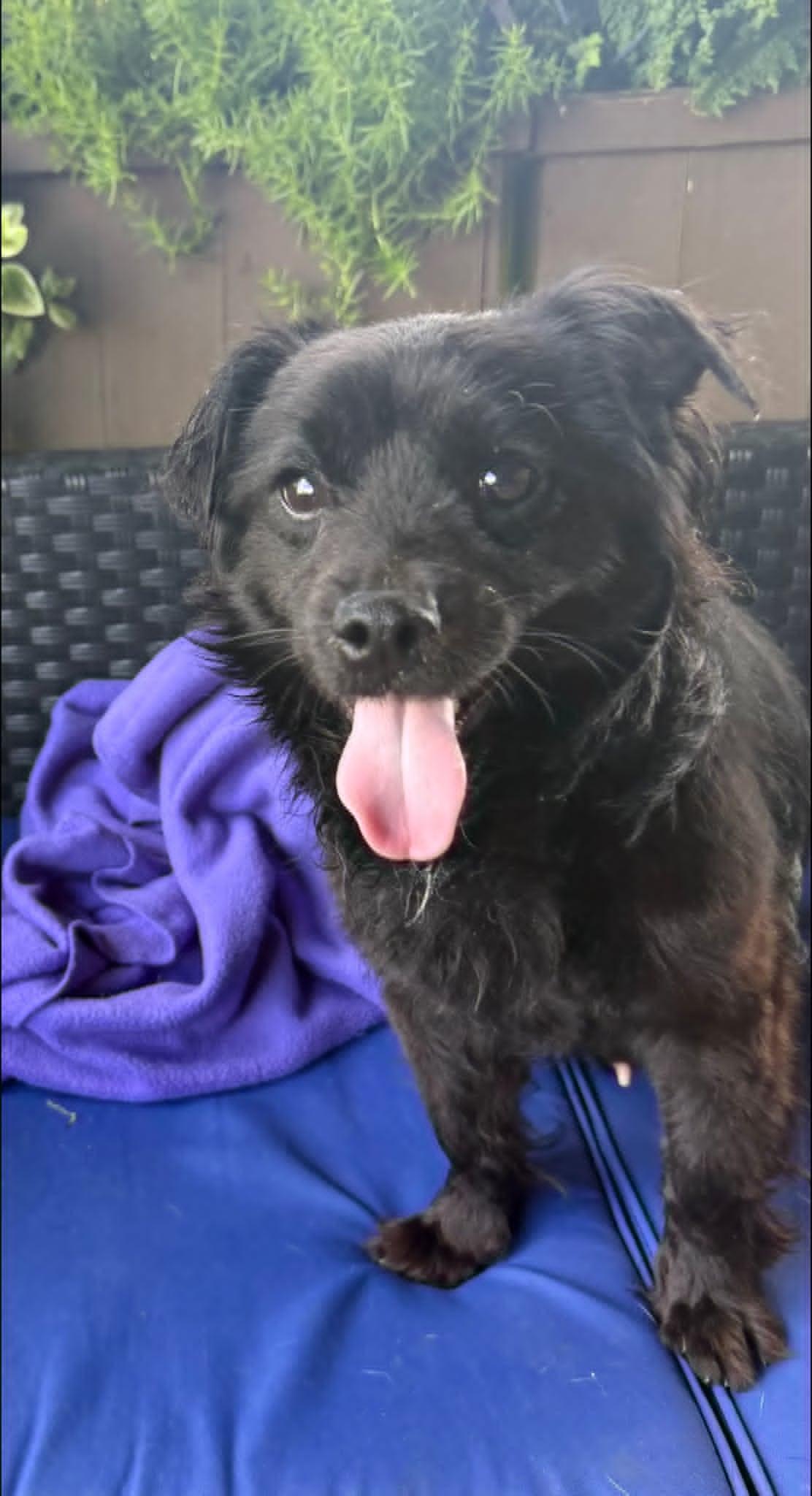 Kevin, a ADOPTABLE mixed breed in Celina, OH image 3/5
