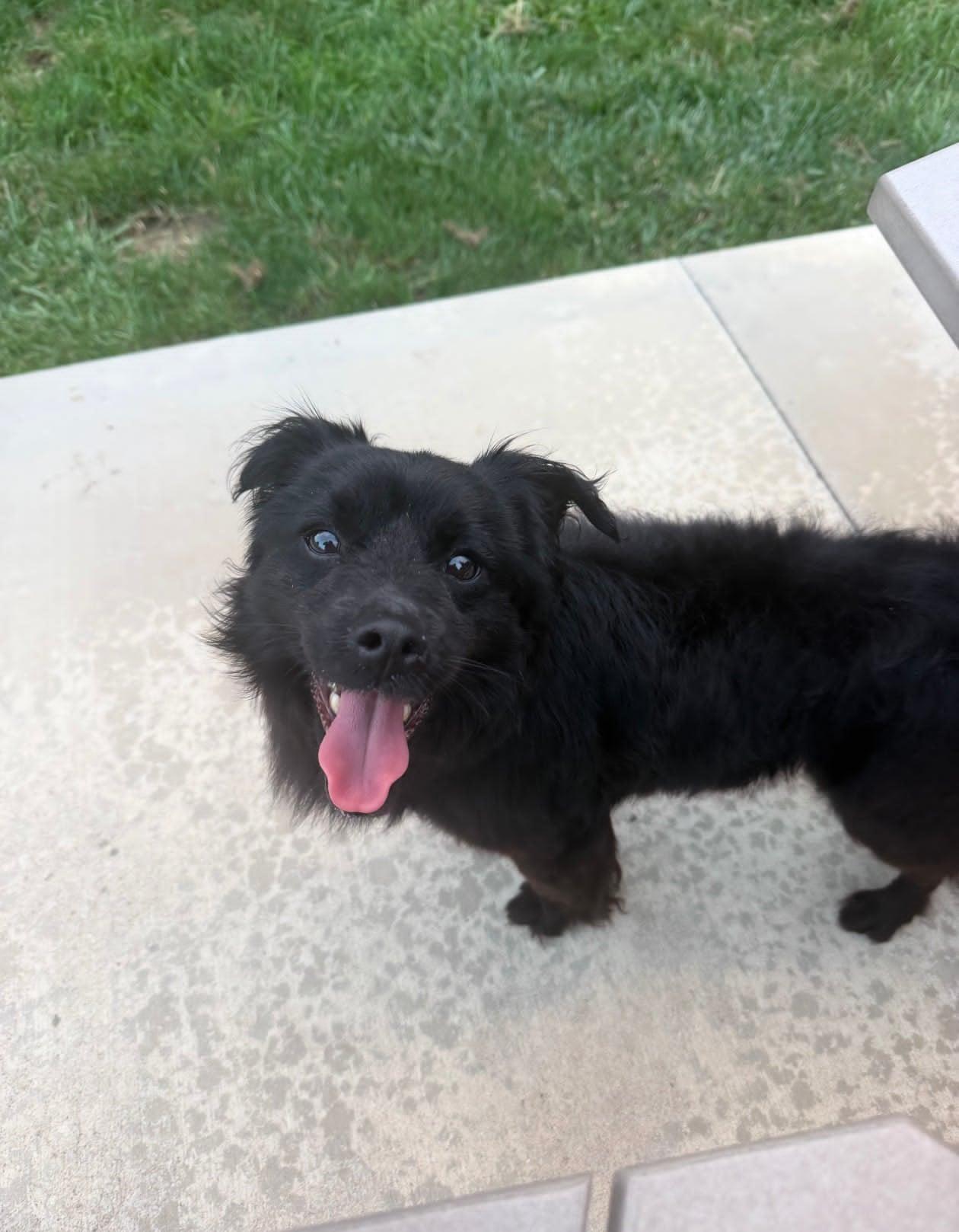 Kevin, a ADOPTABLE mixed breed in Celina, OH image 2/5