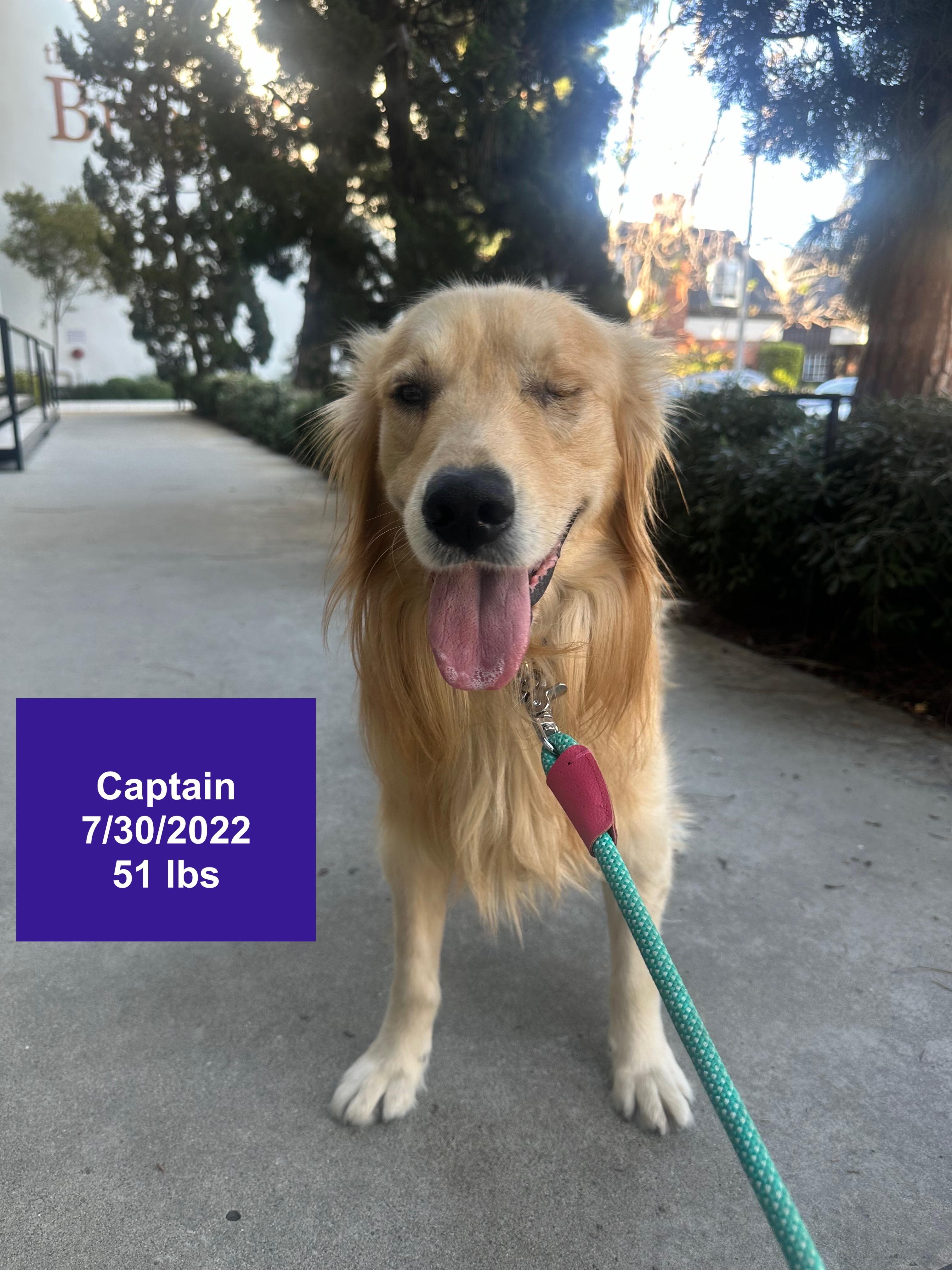 Enlarge Captain , a ADOPTABLE Golden Retriever in West Hollywood, CA image 2/5