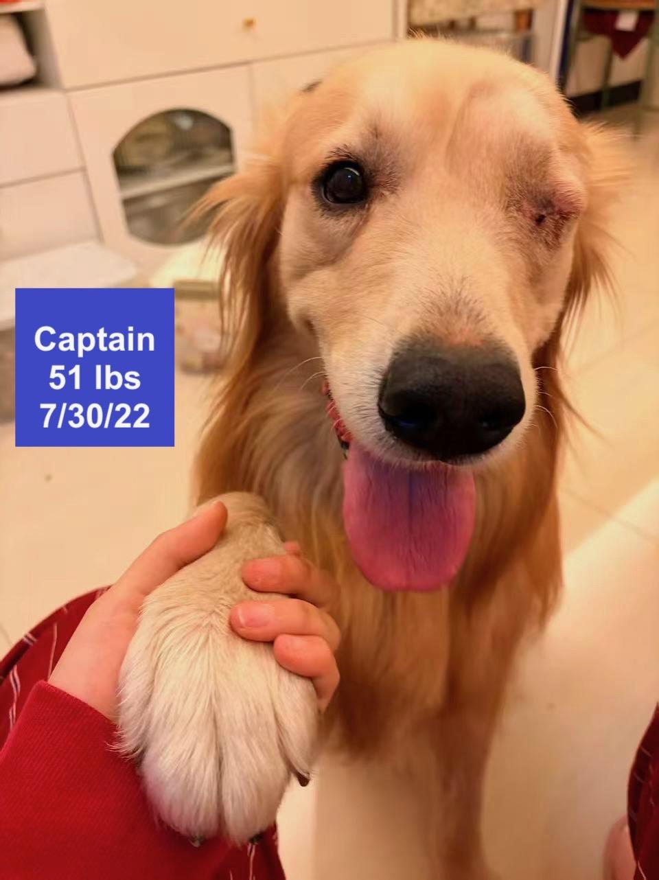 Enlarge Captain , a ADOPTABLE Golden Retriever in West Hollywood, CA image 5/5