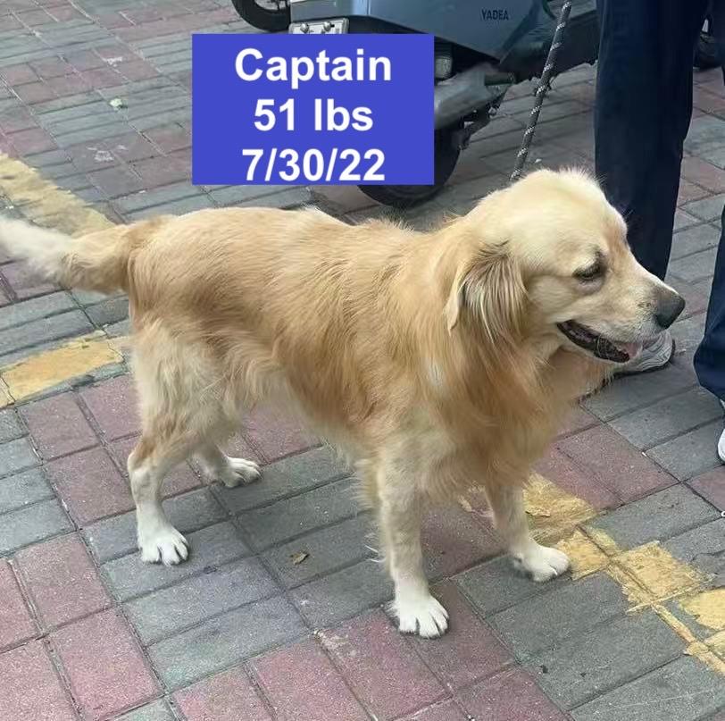 Enlarge Captain , a ADOPTABLE Golden Retriever in West Hollywood, CA image 2/6
