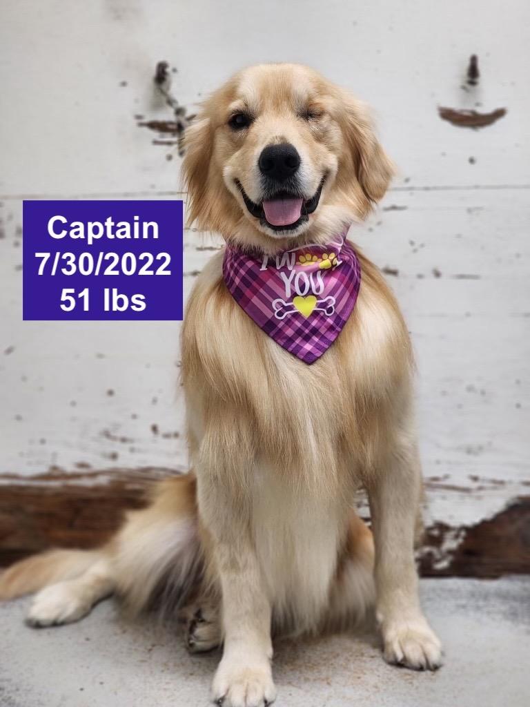 Captain , ADOPTABLE, Young Male Golden Retriever.
