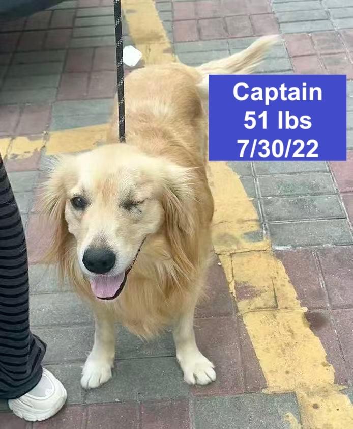 Enlarge Captain , a ADOPTABLE Golden Retriever in West Hollywood, CA image 3/6