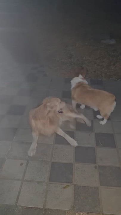 Enlarge Captain , a ADOPTABLE Golden Retriever in West Hollywood, CA video 5/6