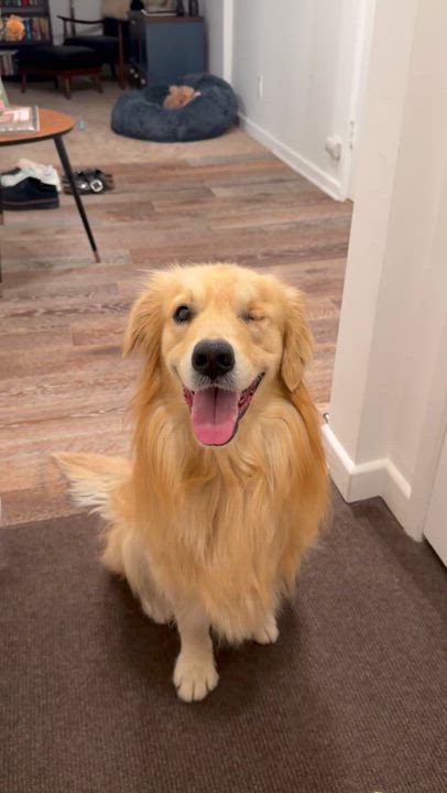 Enlarge Captain , a ADOPTABLE Golden Retriever in West Hollywood, CA video 3/5