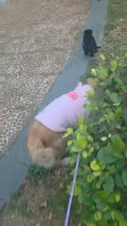 Enlarge Captain , a ADOPTABLE Golden Retriever in West Hollywood, CA video 6/6