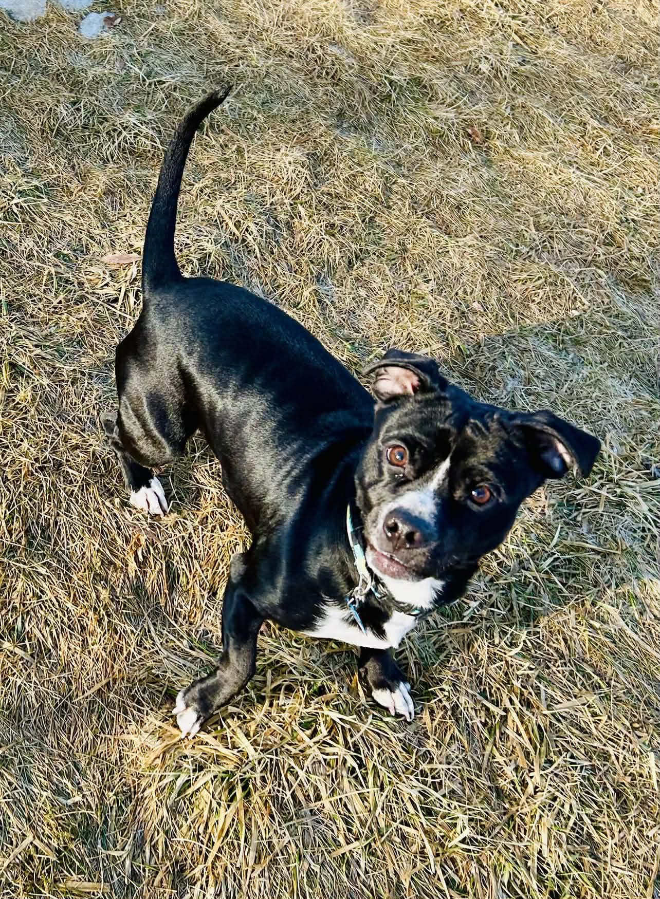 Enlarge Barnabas, a ADOPTABLE Mixed Breed in Alexandria, MN image 2/2