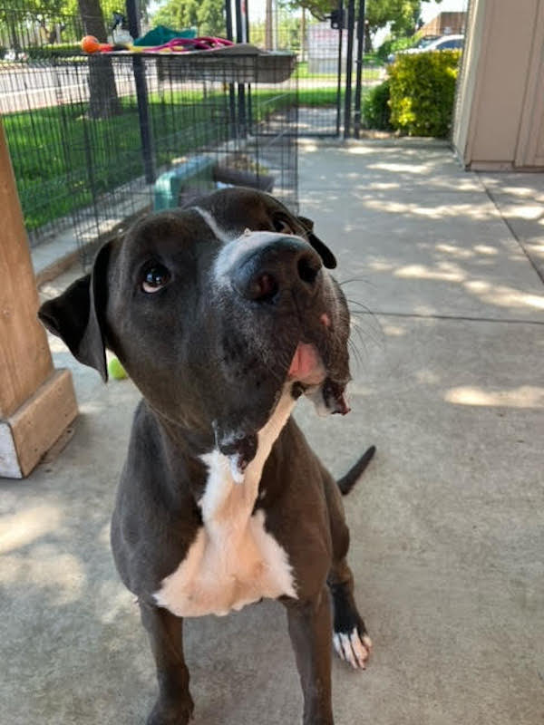 Enlarge Mister Santiago • Cute Video, a Adoptable mixed breed in Grass Valley, CA image 5/6