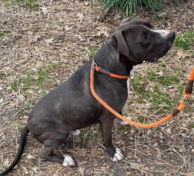 Enlarge Mister Santiago • Cute Video, a Adoptable mixed breed in Grass Valley, CA image 3/6