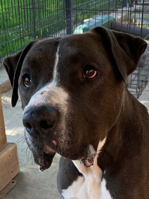 Enlarge Mister Santiago • Cute Video, a Adoptable mixed breed in Grass Valley, CA image 4/6