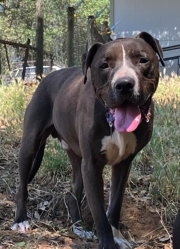 Enlarge Mister Santiago • Cute Video, a Adoptable mixed breed in Grass Valley, CA image 1/6