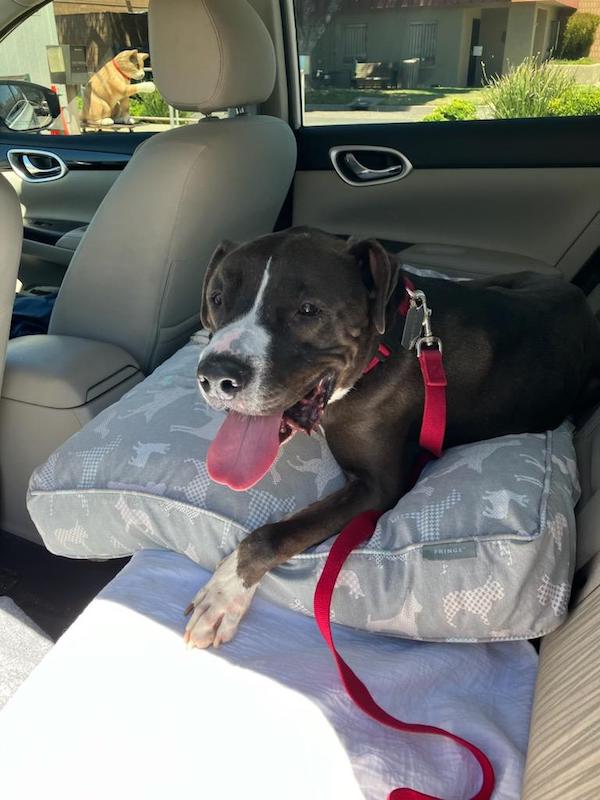 Enlarge Mister Santiago • Cute Video, a Adoptable mixed breed in Grass Valley, CA image 6/6