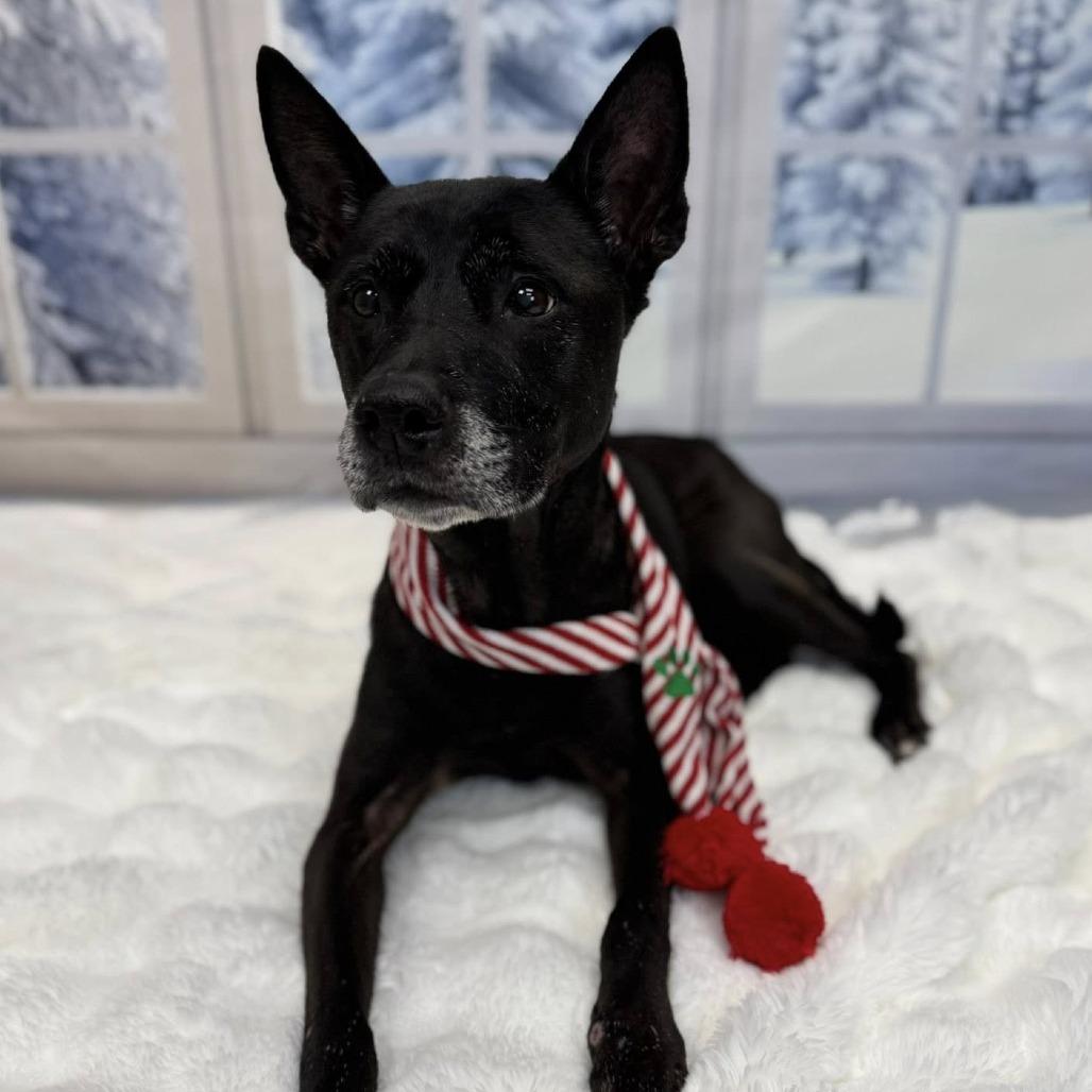 Enlarge Scarlett, a Adoptable Mixed Breed in Wichita, KS image 1/5
