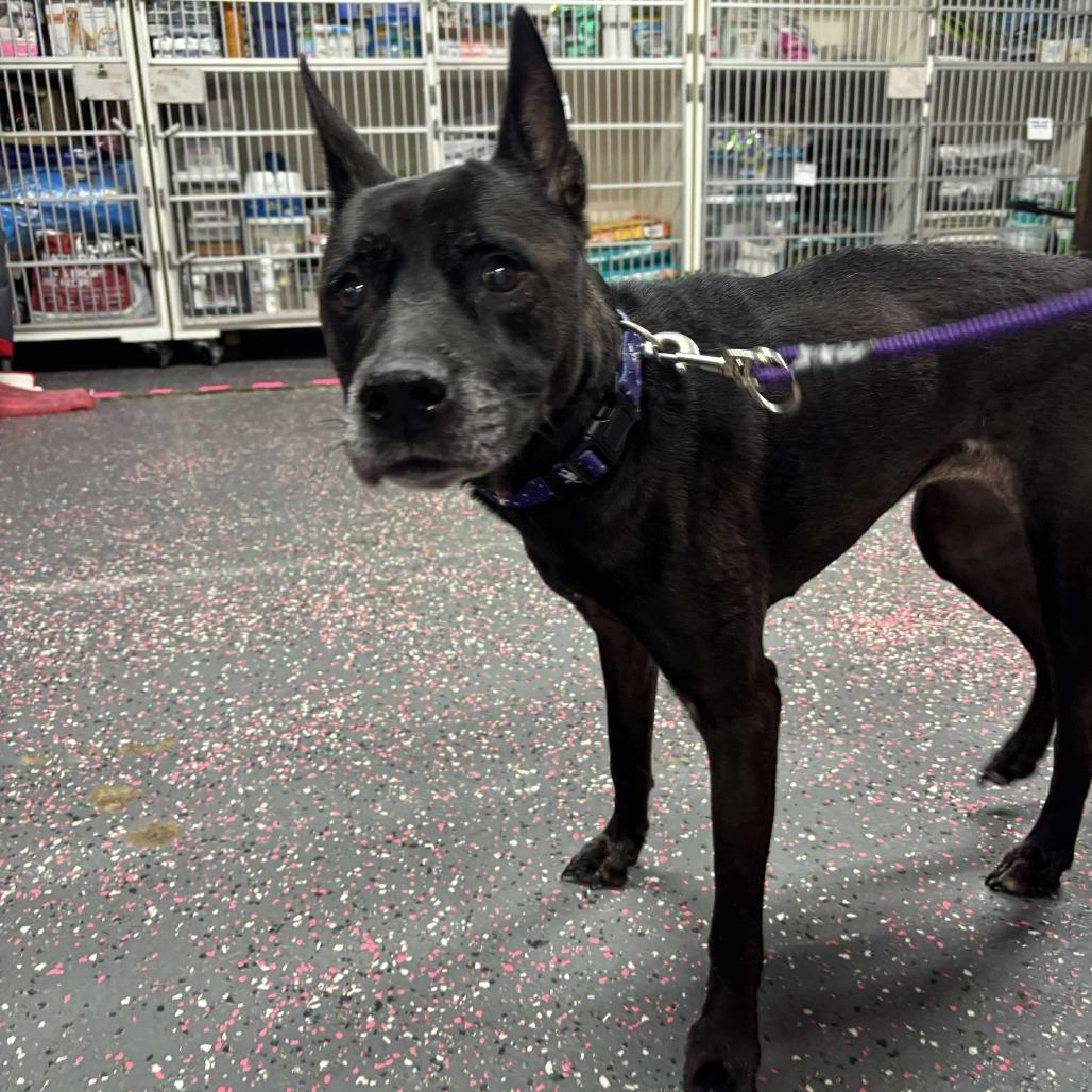Enlarge Scarlett, a Adoptable Mixed Breed in Wichita, KS image 1/1
