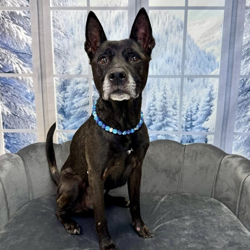Enlarge Scarlett, a Adoptable Mixed Breed in Wichita, KS image 3/5