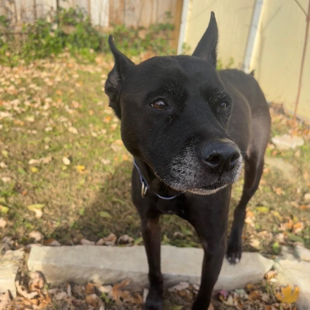 Enlarge Scarlett, a Adoptable Mixed Breed in Wichita, KS image 4/5
