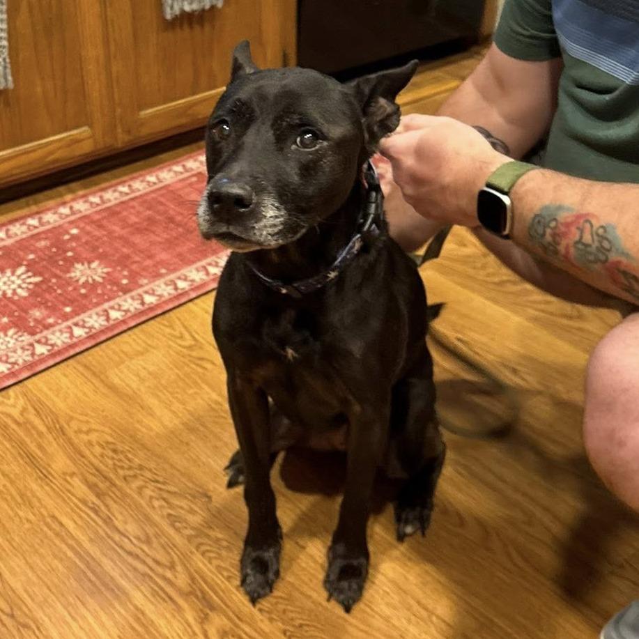 Enlarge Scarlett, a Adoptable Mixed Breed in Wichita, KS image 5/5