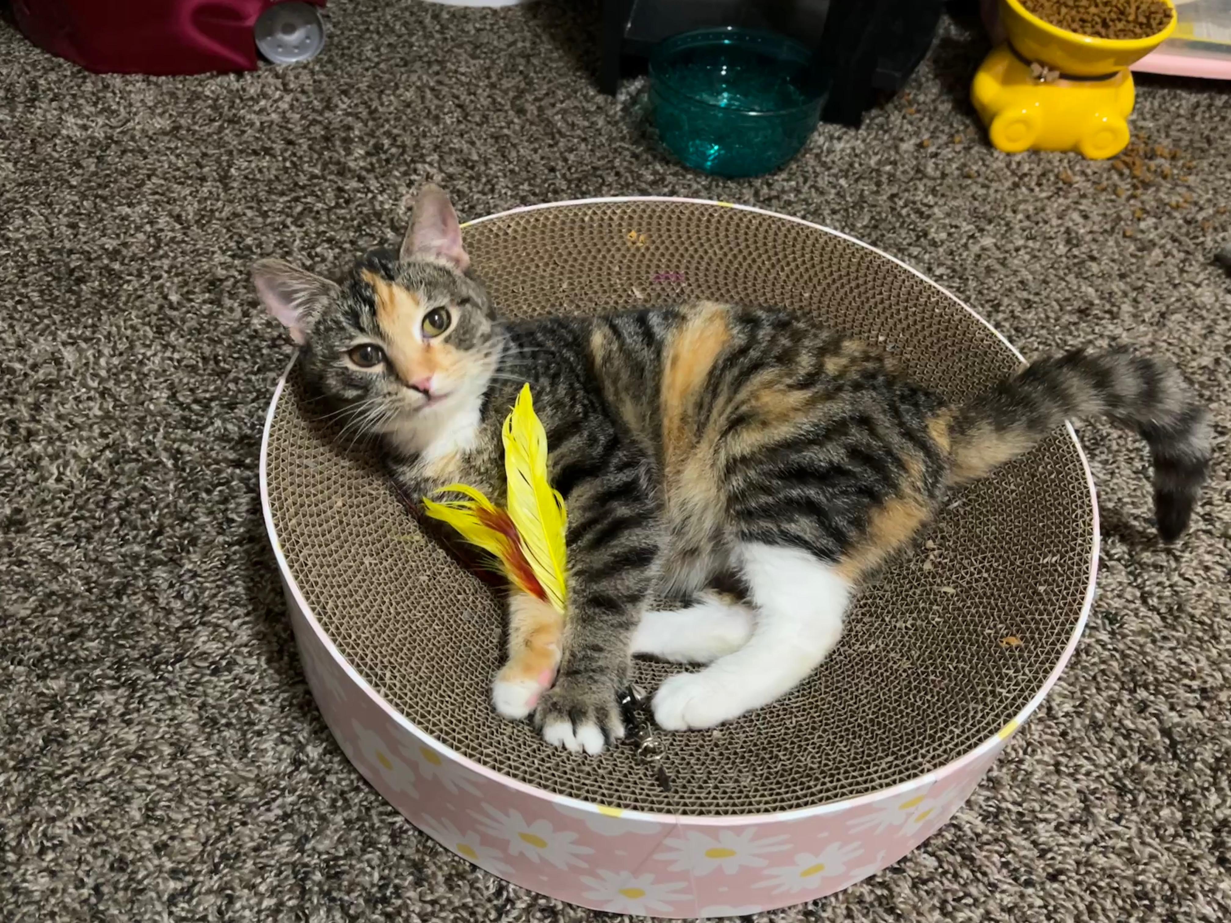 Enlarge Peach, a ADOPTABLE Domestic Short Hair in Oregon City, OR image 1/1