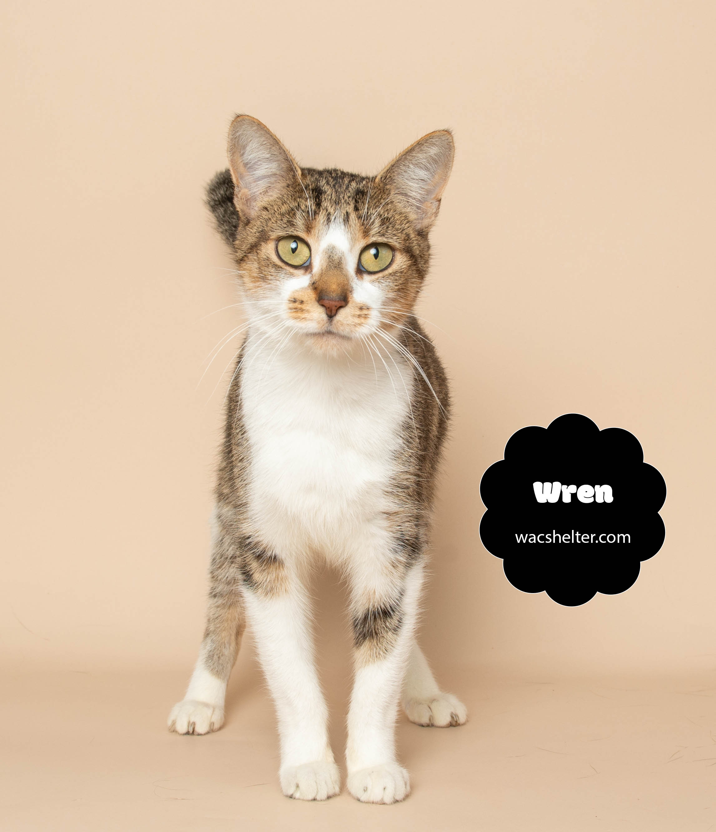 WREN (Chirps like a Bird)