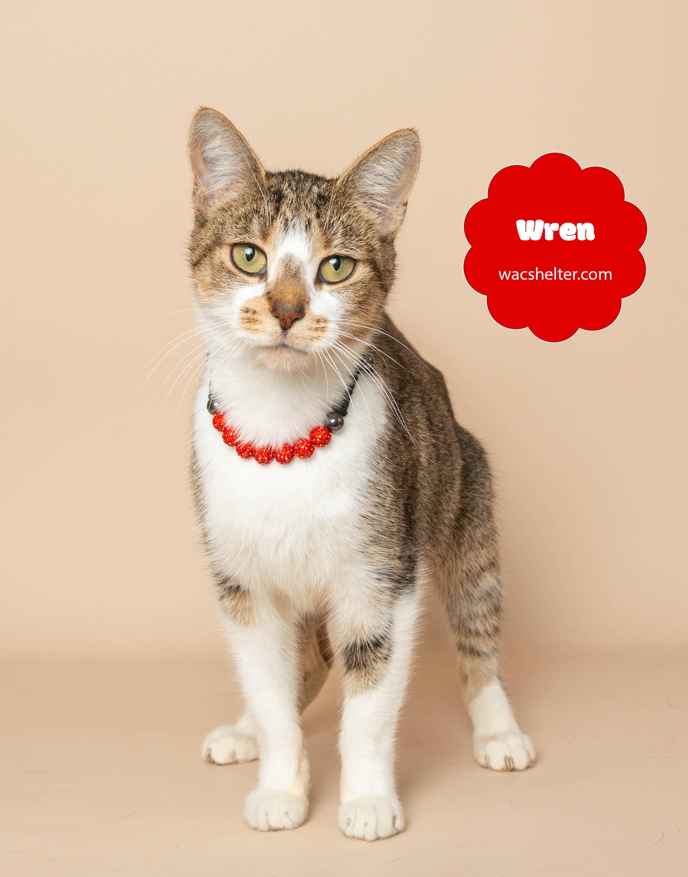 WREN (Chirps like a Bird)